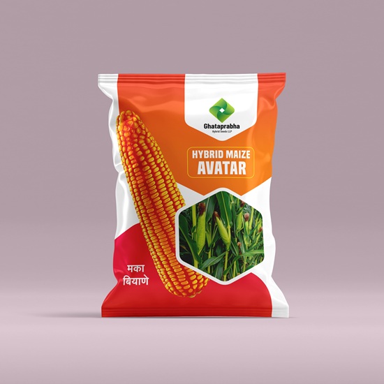 Hybrid Maize seeds Avatar