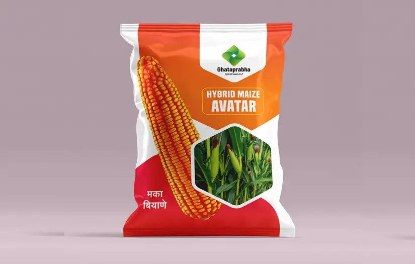 Hybrid Maize Seeds